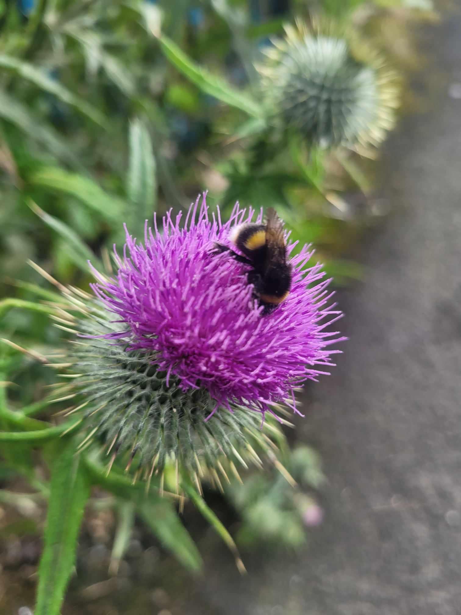 Bee Thistle